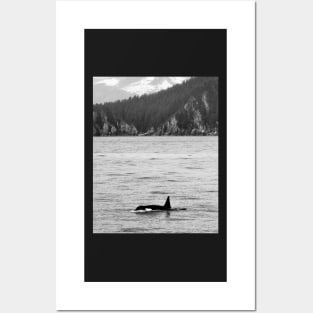 Orca and Snow-Capped Mountains at Resurrection Bay in Alaska Posters and Art